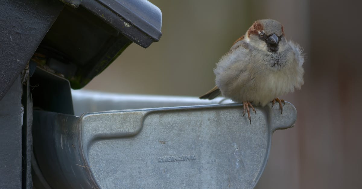 How Proper Gutter Maintenance Prevents Costly Water Damage