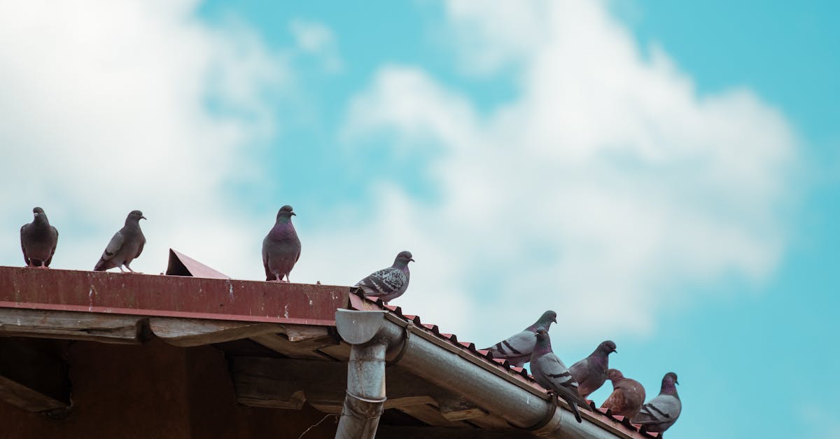 How Regular Gutter Cleaning Lowers Pest Infestation Risks in Sydney Homes